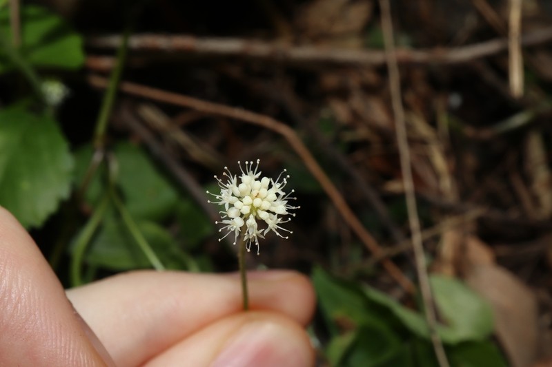 Hydrocotyle leucocephala photo 6