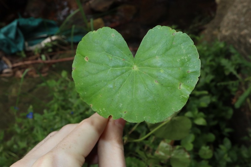 Hydrocotyle leucocephala photo 7