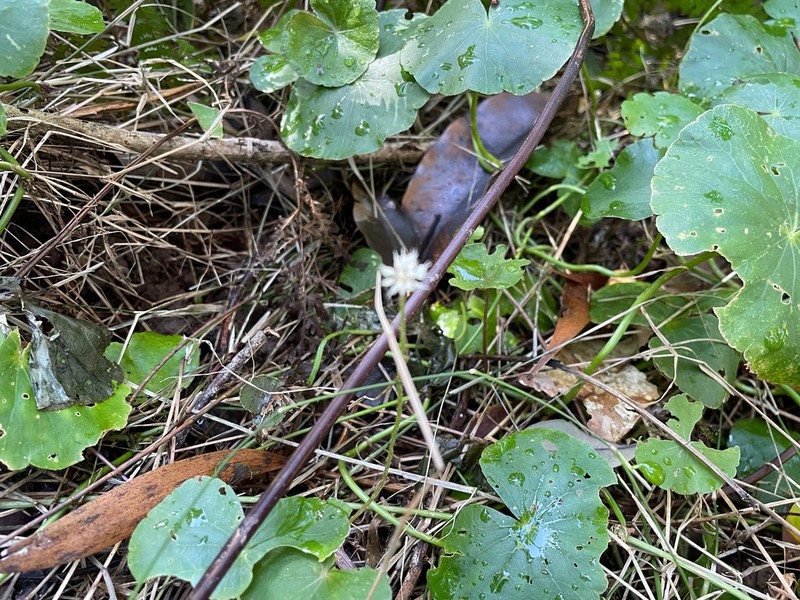 Hydrocotyle leucocephala photo 8