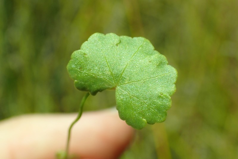 Hydrocotyle maculosa