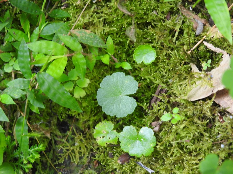 Hydrocotyle mannii