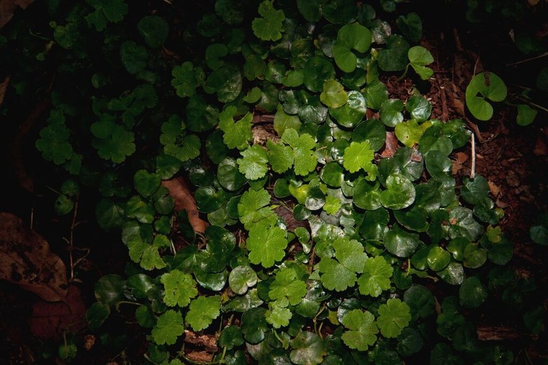 Hydrocotyle mannii photo 2