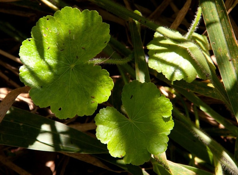 Hydrocotyle mannii photo 3