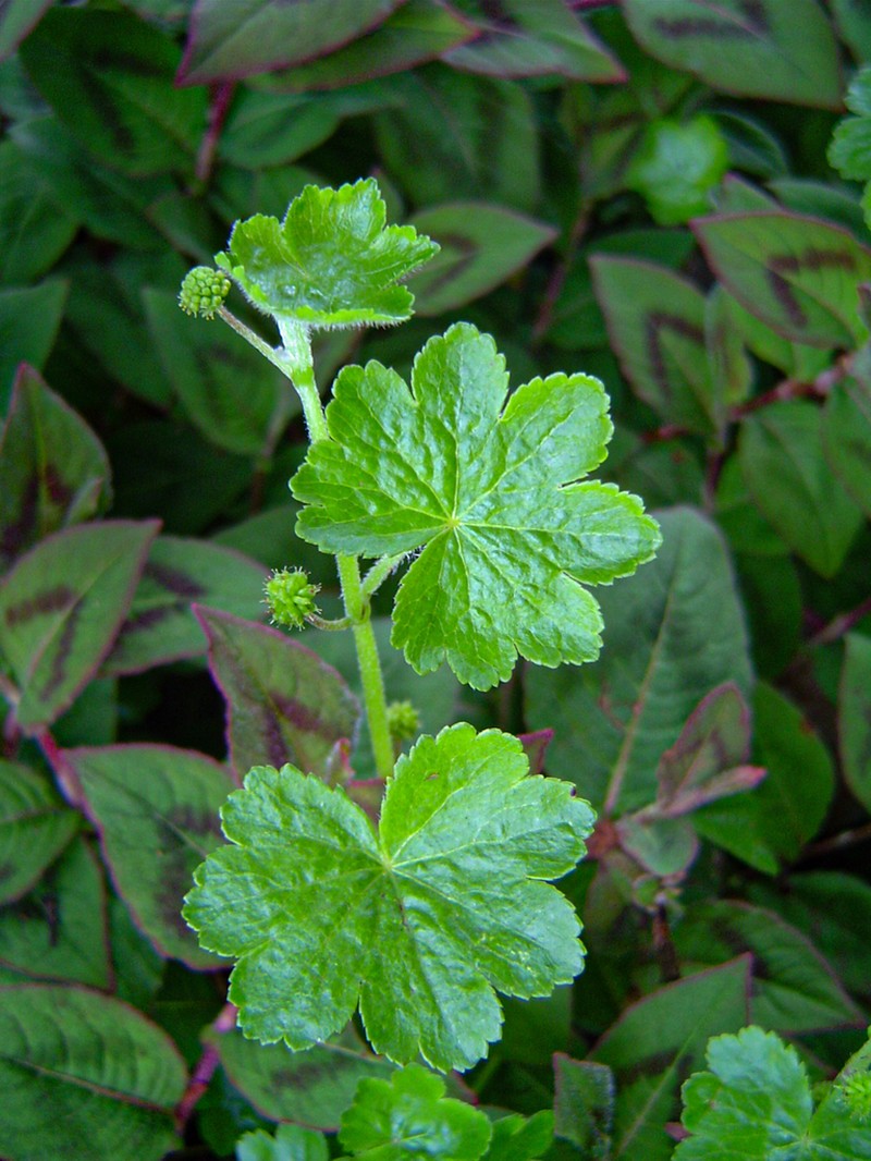 Hydrocotyle mannii photo 4