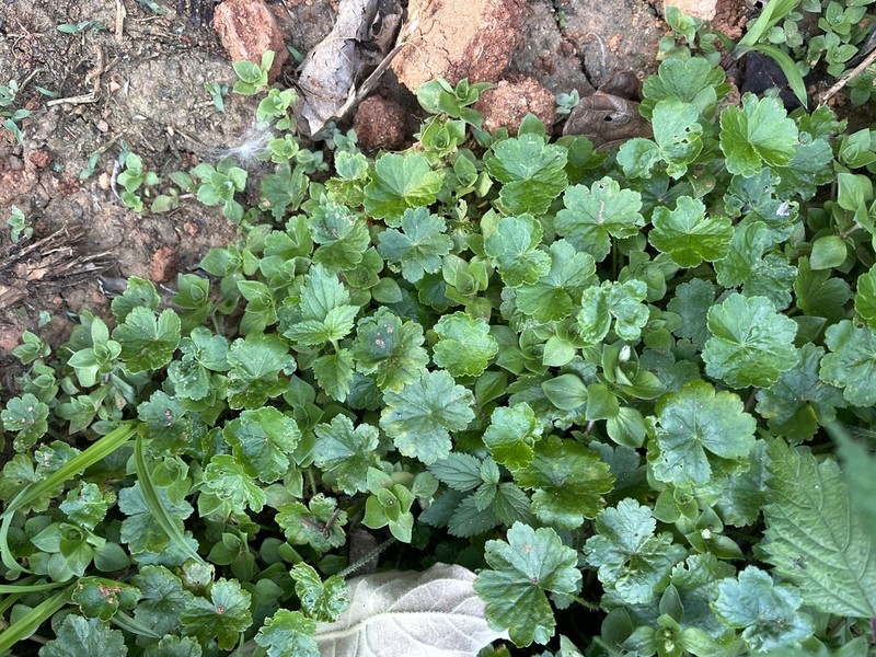Hydrocotyle mannii photo 5