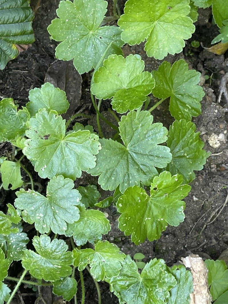 Hydrocotyle mannii photo 6