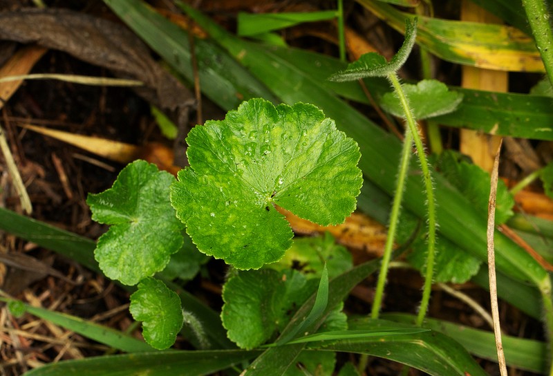 Hydrocotyle mannii photo 7