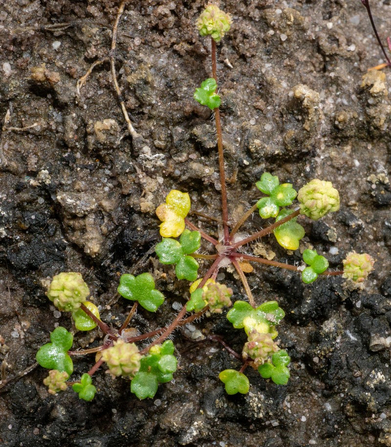 Hydrocotyle medicaginoides