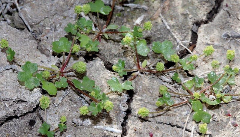 Hydrocotyle medicaginoides photo 2