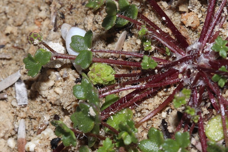 Hydrocotyle medicaginoides photo 3