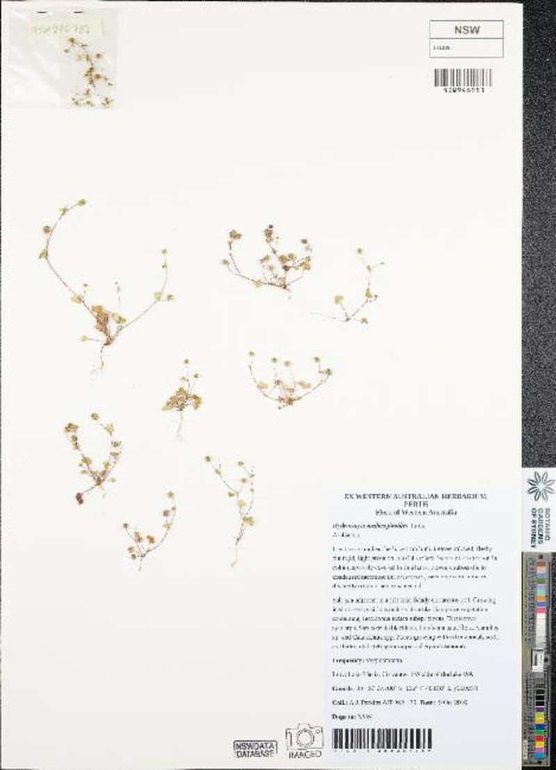 Hydrocotyle medicaginoides photo 4