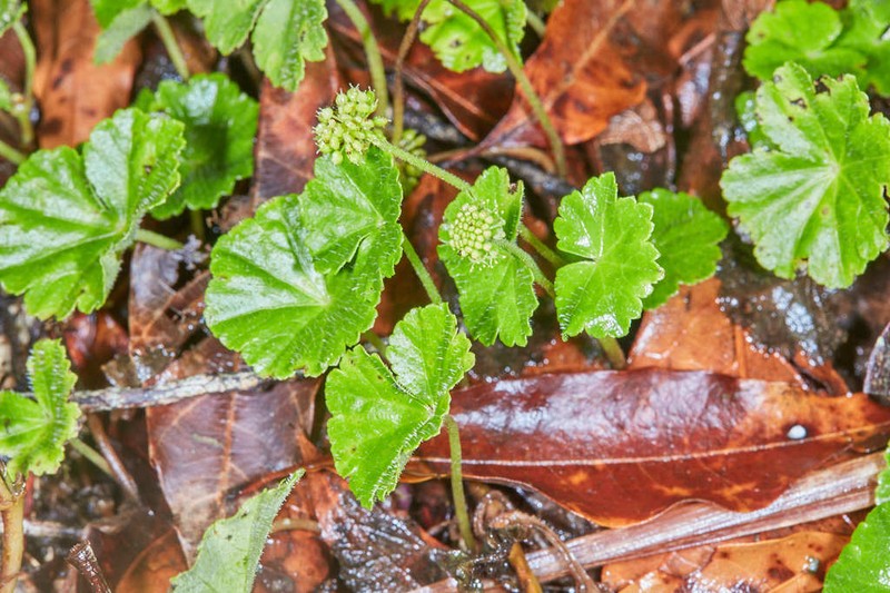 Hydrocotyle mexicana