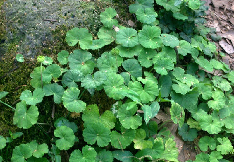 Hydrocotyle mexicana photo 2
