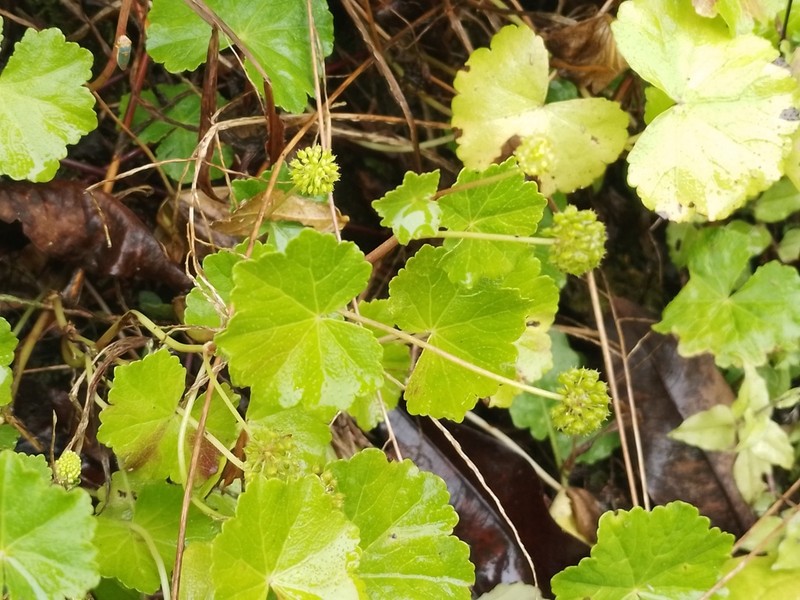Hydrocotyle mexicana photo 3