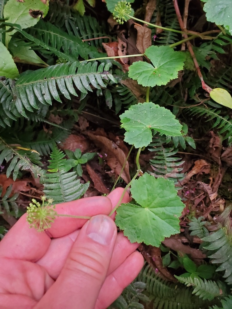 Hydrocotyle mexicana photo 4