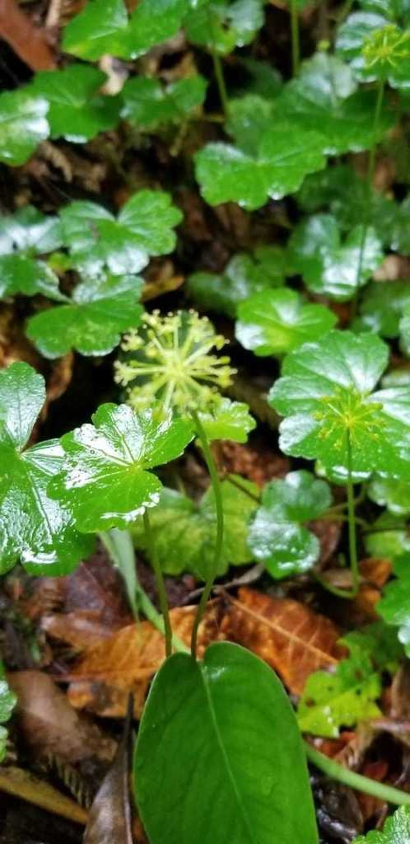 Hydrocotyle mexicana photo 5