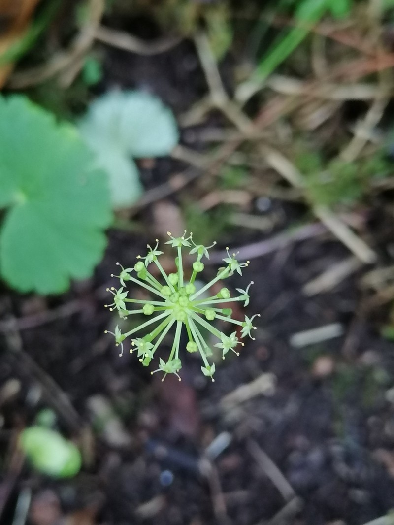 Hydrocotyle mexicana photo 6
