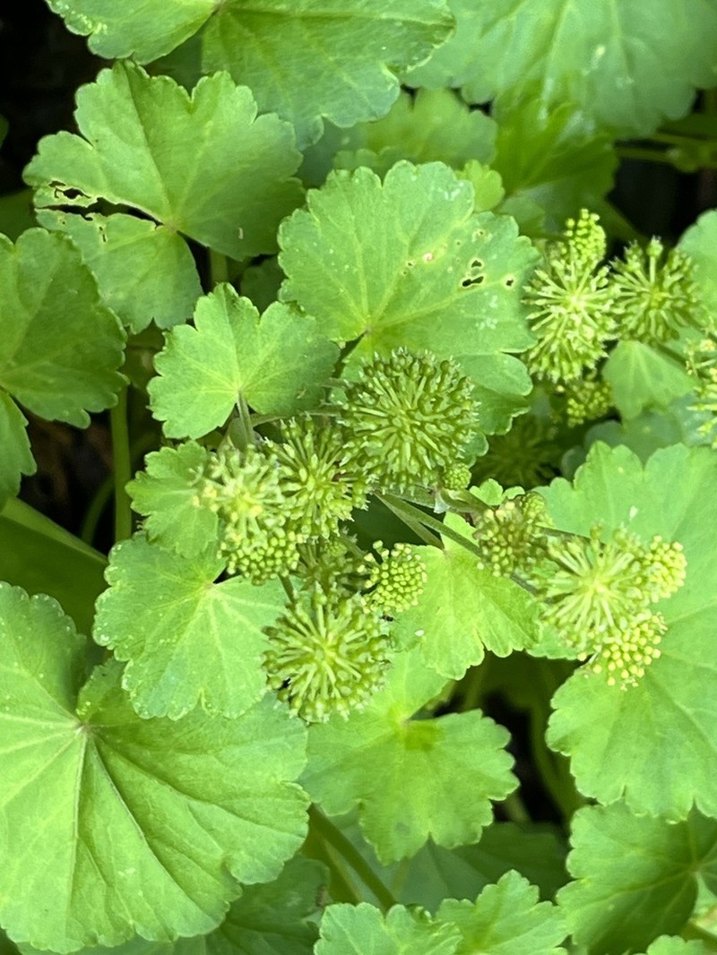 Hydrocotyle mexicana photo 7