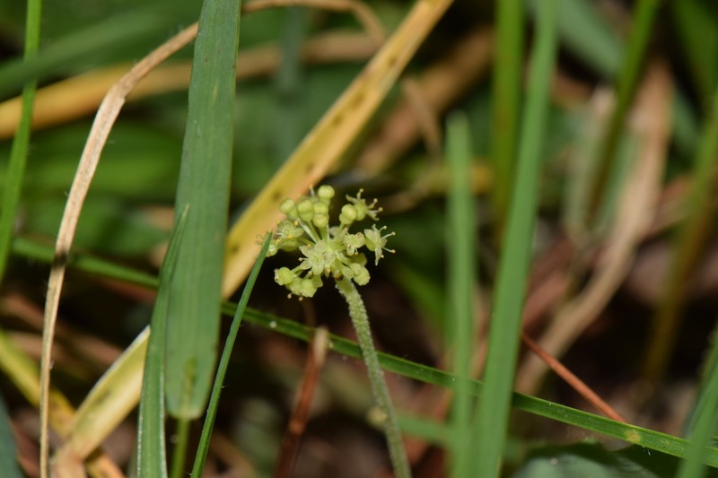 Hydrocotyle mexicana photo 8