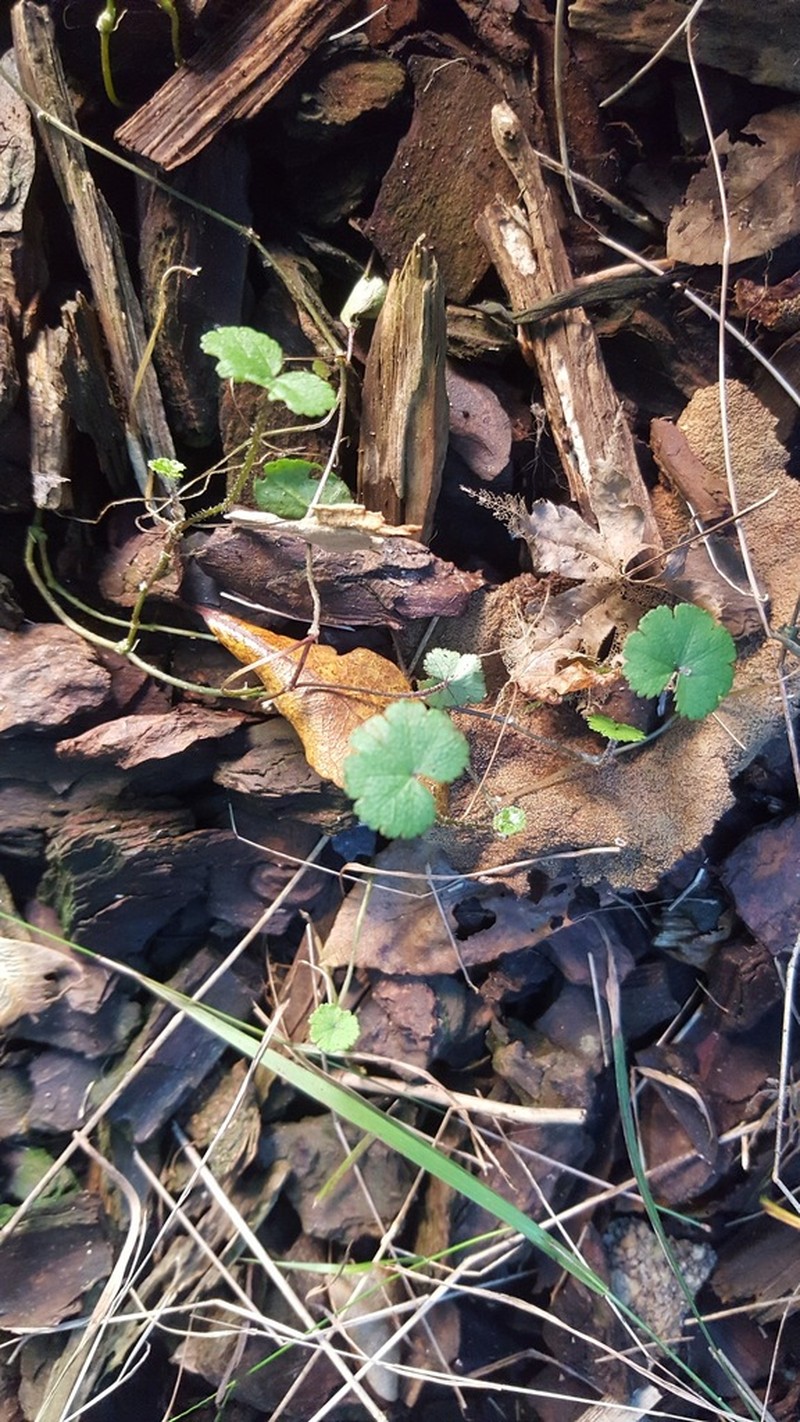 Hydrocotyle microphylla photo 2