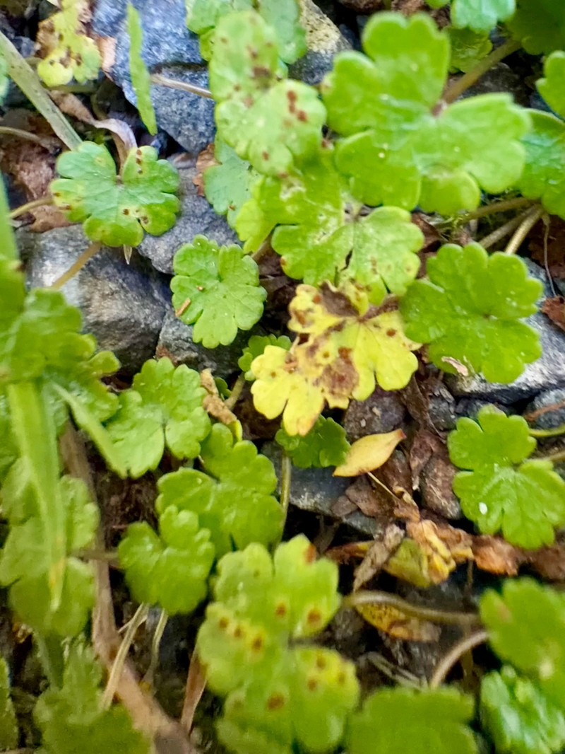 Hydrocotyle microphylla photo 3