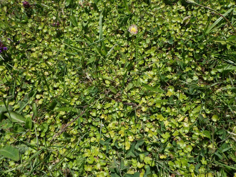 Hydrocotyle microphylla photo 4