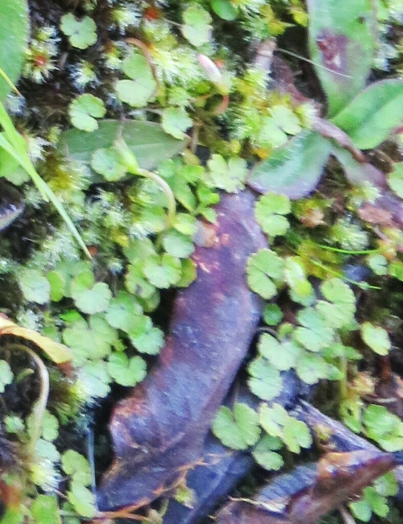 Hydrocotyle microphylla photo 5