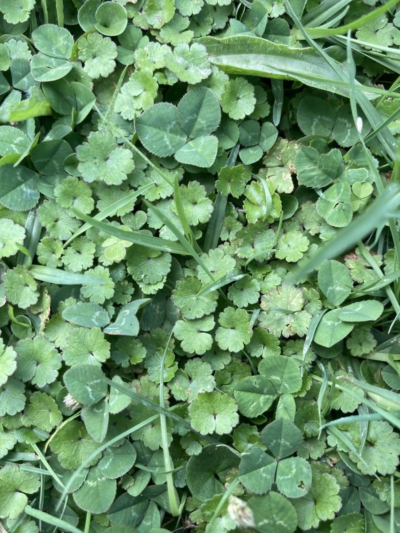 Hydrocotyle microphylla photo 6