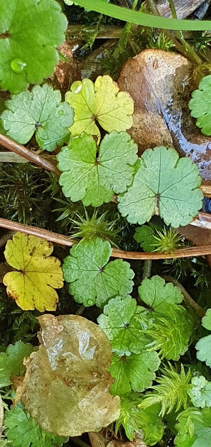 Hydrocotyle microphylla photo 7