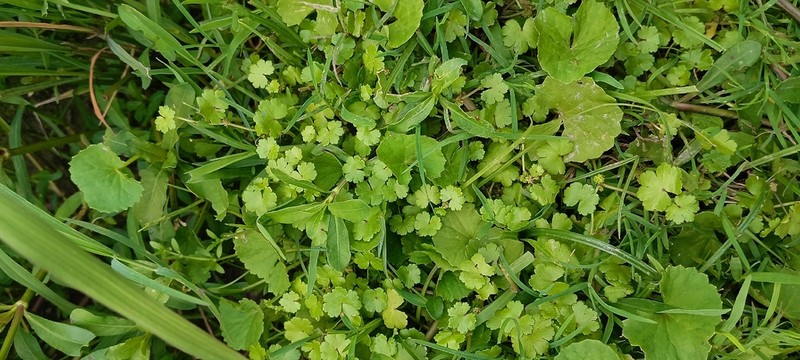Hydrocotyle microphylla photo 8