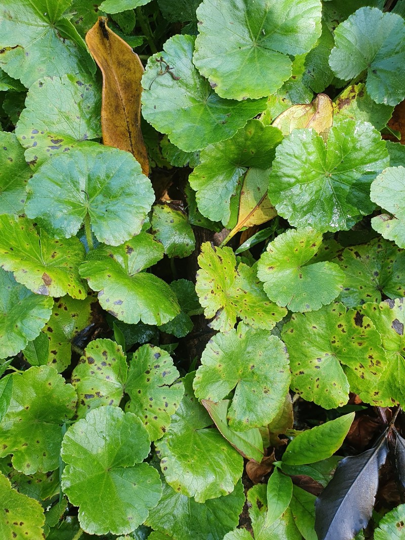 Hydrocotyle miranda photo 2