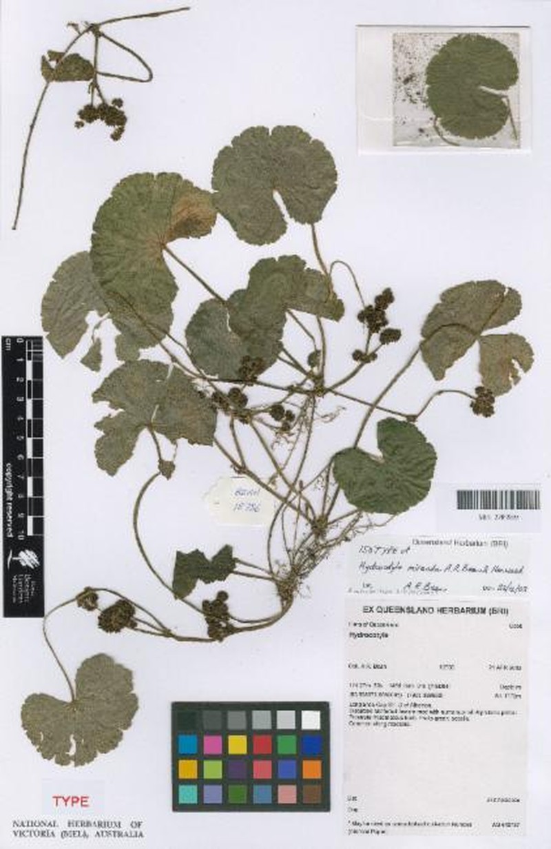 Hydrocotyle miranda photo 3