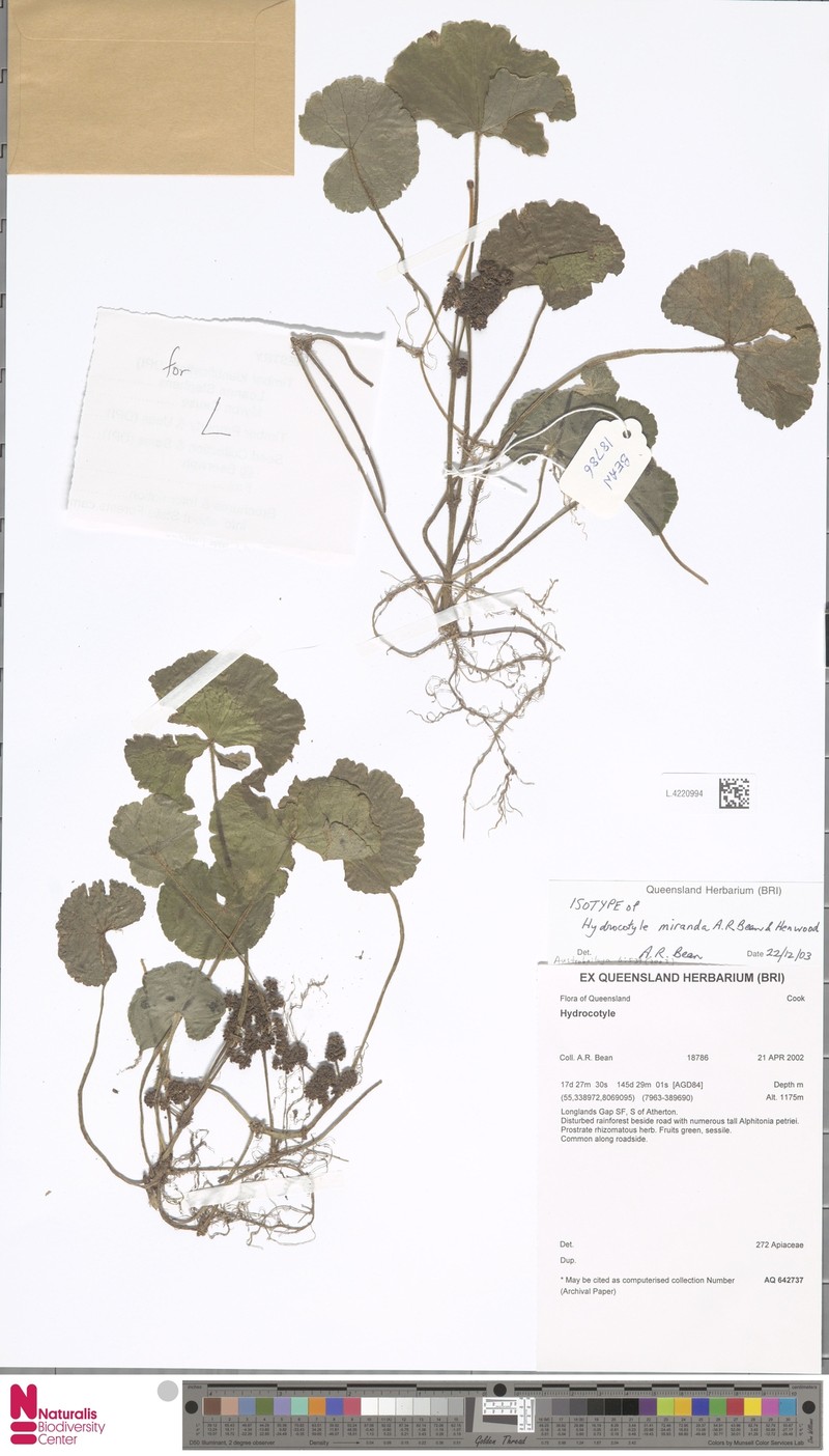 Hydrocotyle miranda photo 4