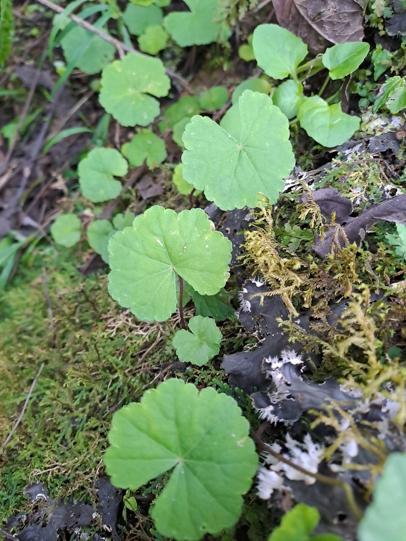 Hydrocotyle modesta photo 2
