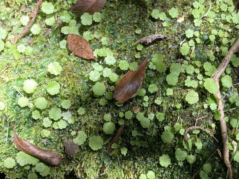 Hydrocotyle modesta photo 3