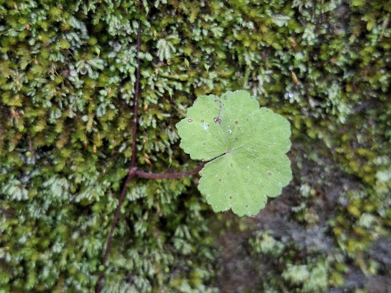 Hydrocotyle modesta photo 4