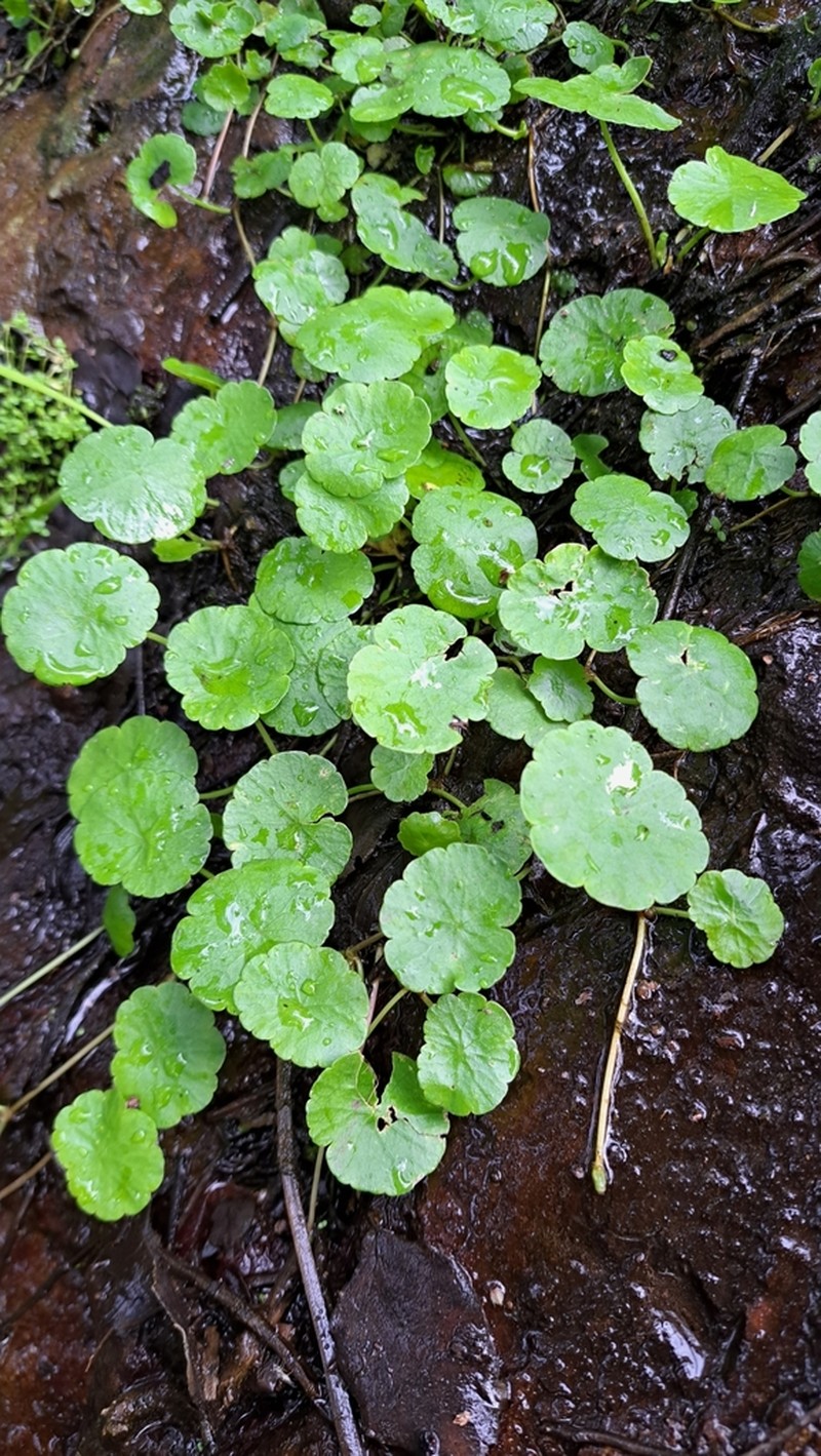 Hydrocotyle modesta photo 5