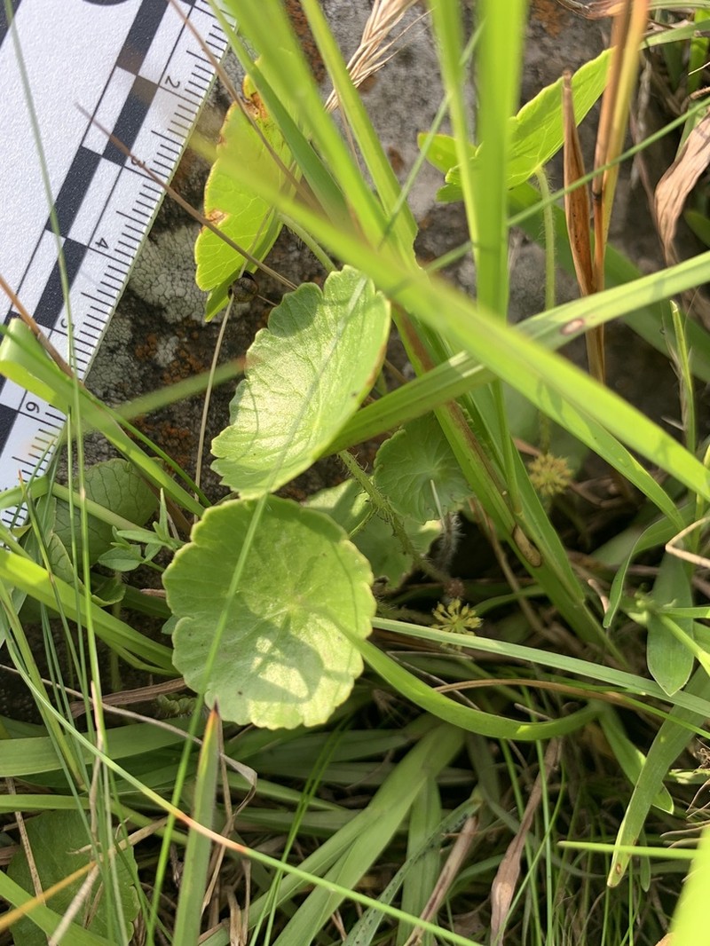 Hydrocotyle modesta photo 6