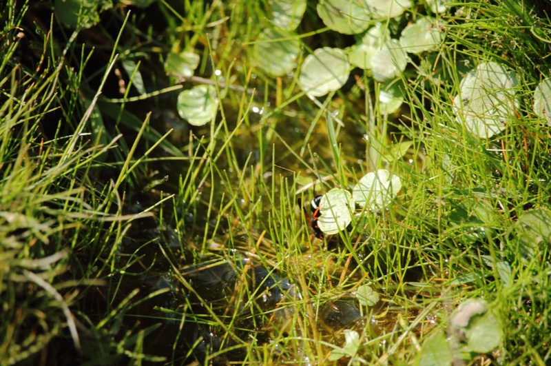 Hydrocotyle modesta photo 7