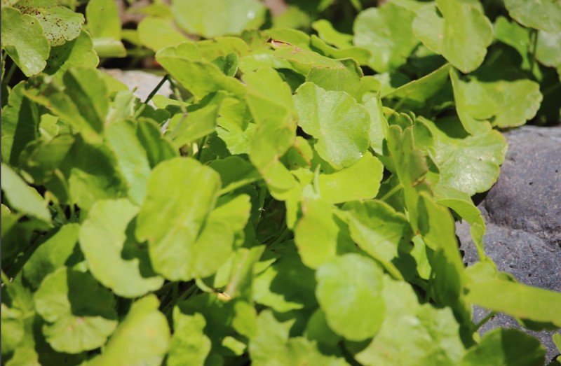 Hydrocotyle modesta photo 8