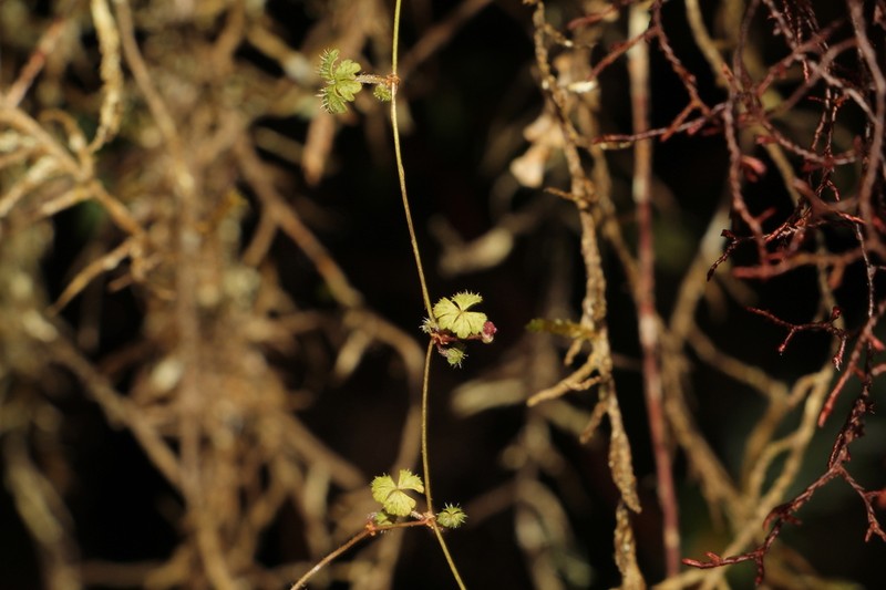 Hydrocotyle multifida