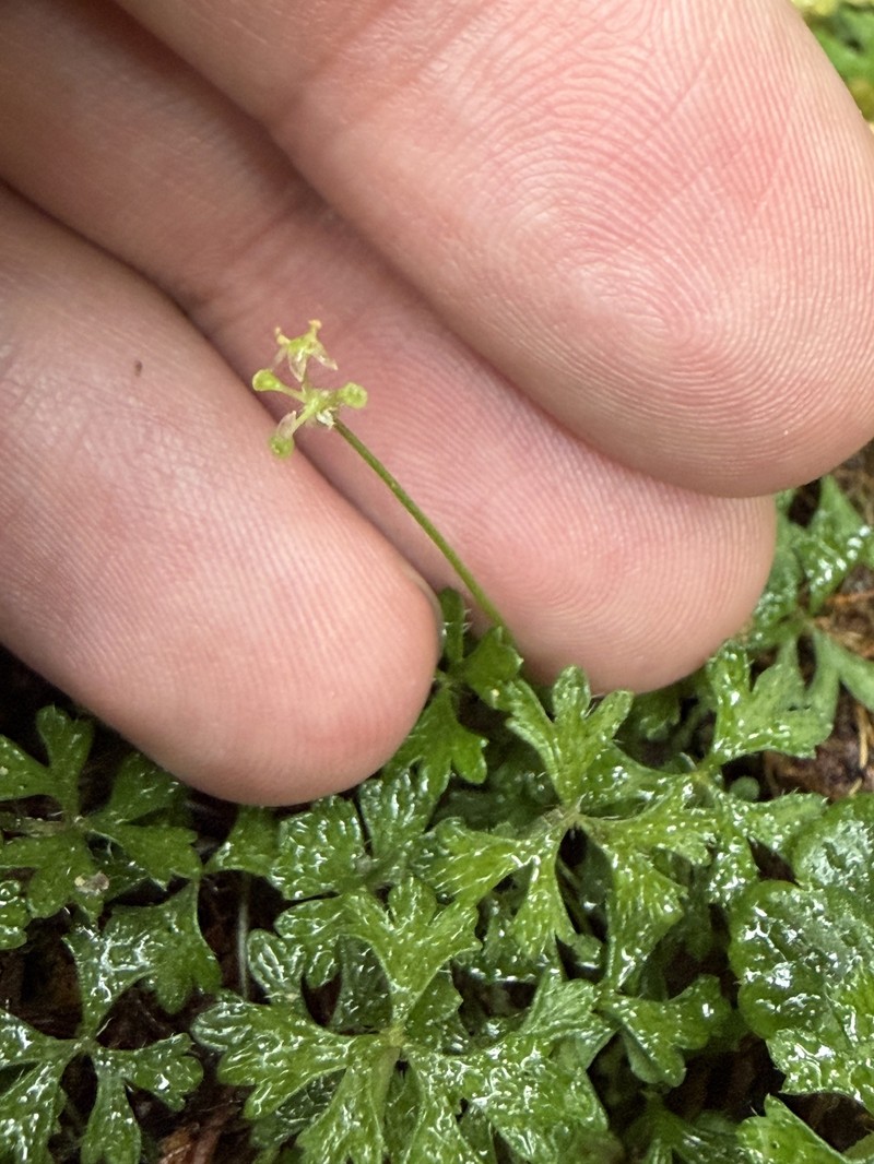 Hydrocotyle multifida photo 3
