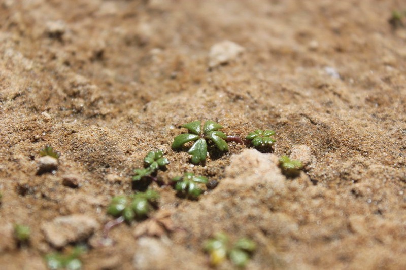 Hydrocotyle muscosa