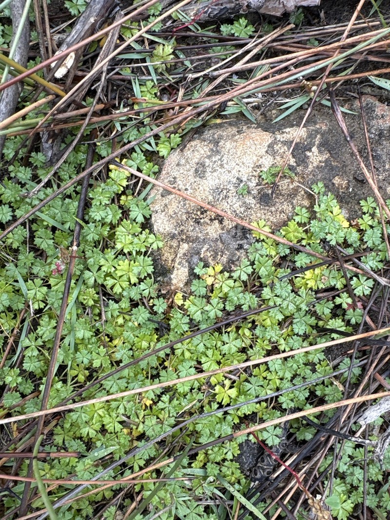 Hydrocotyle muscosa photo 2