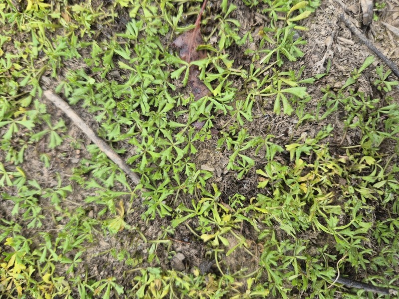 Hydrocotyle muscosa photo 3