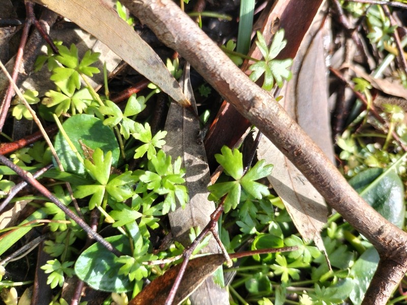 Hydrocotyle muscosa photo 4