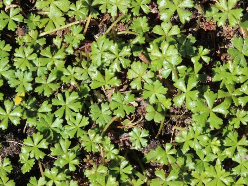 Hydrocotyle muscosa photo 5