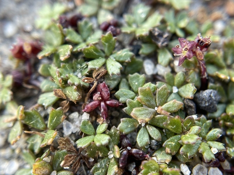 Hydrocotyle muscosa photo 6