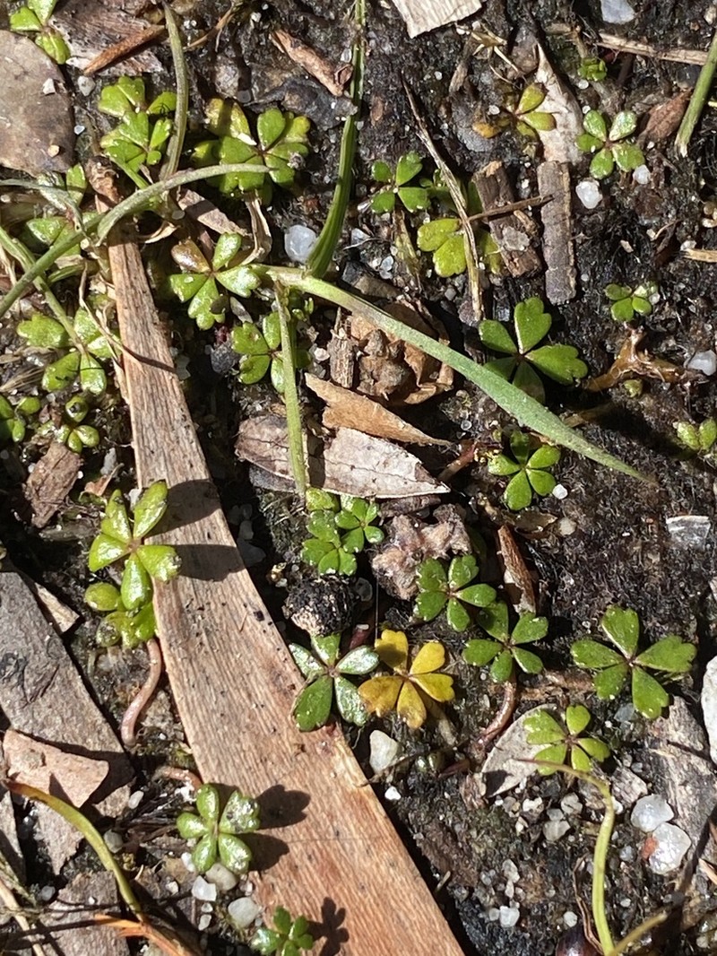 Hydrocotyle muscosa photo 7