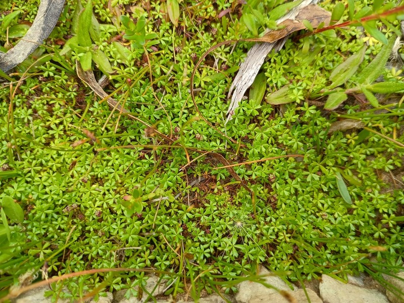 Hydrocotyle muscosa photo 8